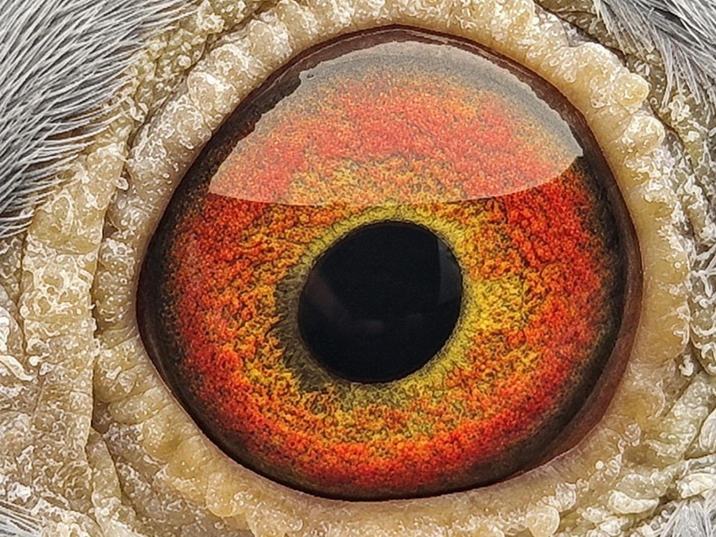 Pigeon eye